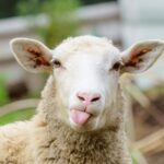 Qurbanlıq heyvanlar neçəyədir? – VİDEO