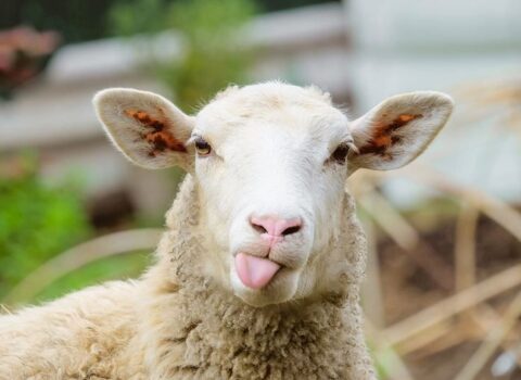 Qurbanlıq heyvanlar neçəyədir? – VİDEO