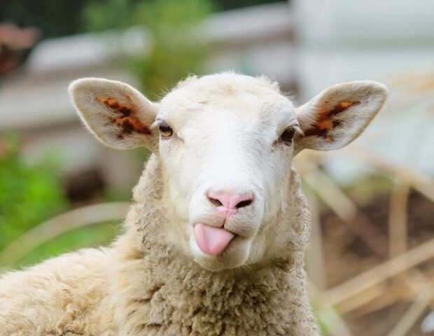 Qurbanlıq heyvanlar neçəyədir? – VİDEO