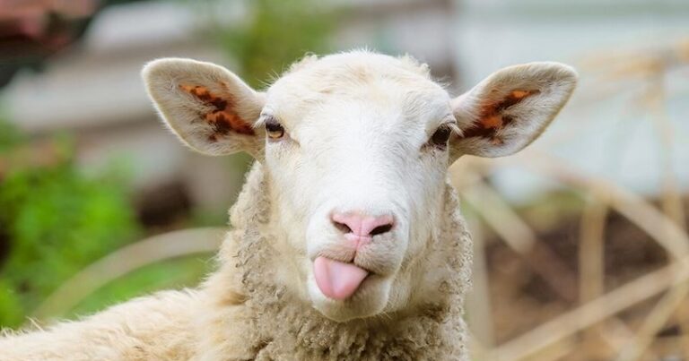 Qurbanlıq heyvanlar neçəyədir? – VİDEO