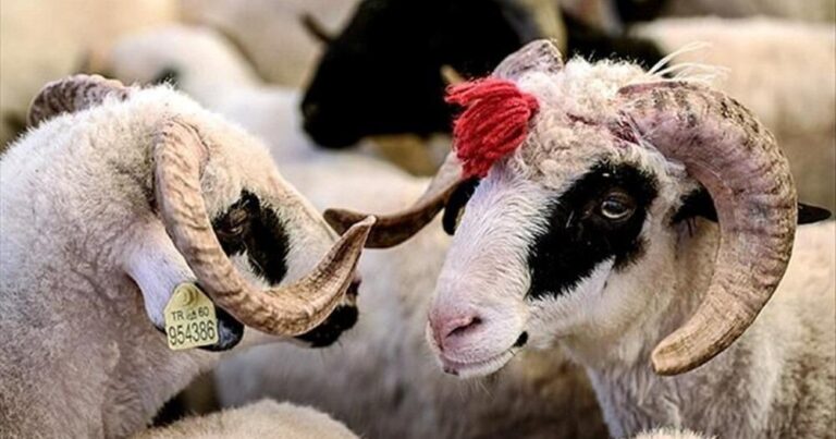 Qurbanlıq heyvanlar BAHALAŞDI – 300 manatdan… Qurbanlıq heyvanlar BAHALAŞDI – 300 manatdan…