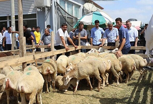 Hansı heyvanı neçə nəfər şərikli kəsə bilər? – İlahiyyatçı DANIŞDI
