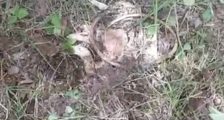 Ağdərədə insan sümükləri tapıldı – FOTOLAR Ağdərədə insan sümükləri tapıldı – FOTOLAR