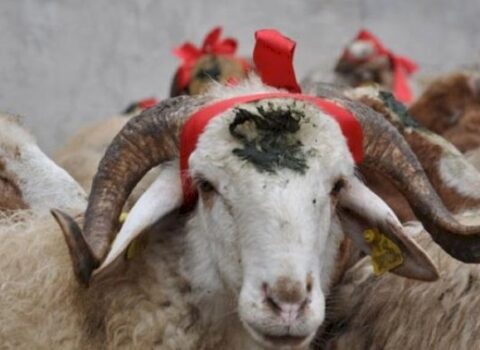 Qurban payını bu şəxslərə vermək olmaz – XƏBƏRDARLIQ!