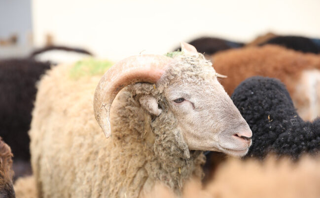 Kimlər qurban kəsə bilər? – “1 yaşdan yuxarı…” Kimlər qurban kəsə bilər? – “1 yaşdan yuxarı…”