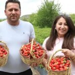 Hobbi olaraq başladılar, sərvət qazanırlar: 70 ton məhsul yığırlar