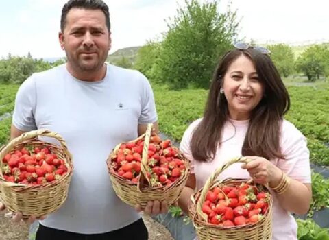 Hobbi olaraq başladılar, sərvət qazanırlar: 70 ton məhsul yığırlar