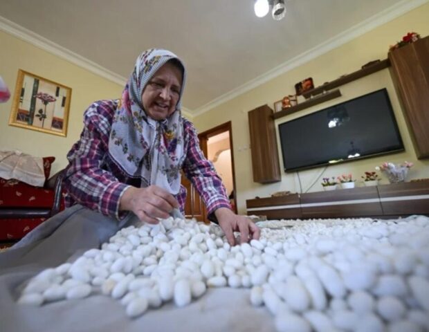 Xərc yox, gəlir yüksək: Təqaüdçü müəllimin hobbisi qazanca çevrildi