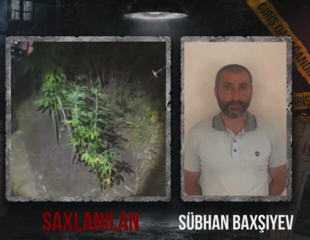 Ağsuda dağlıq ərazidə çətənə kolu əkən şəxs saxlanıldı