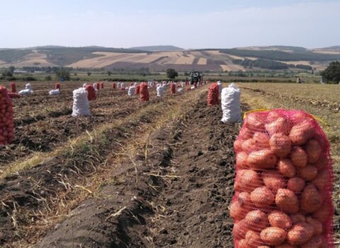 Rayonda 1, Bakıda 5 manata: Qiymət fərqinin sirri açıldı