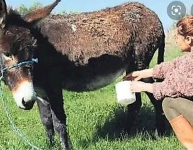 “Heç nə olmaz” deməyin — Eşşək dişləməsi də öldürür
