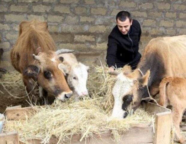 Ət bazarında bahalaşma riski: Heyvanların sayı sürətlə azalır — VİDEO