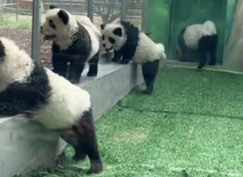 Çində zooparkda itləri panda kimi boyadılar