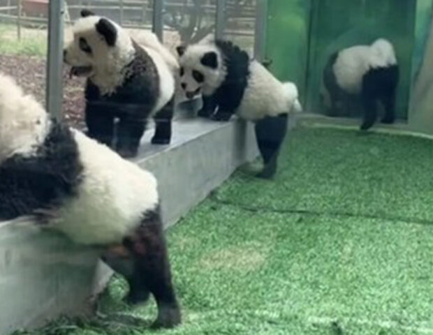 Çində zooparkda itləri panda kimi boyadılar