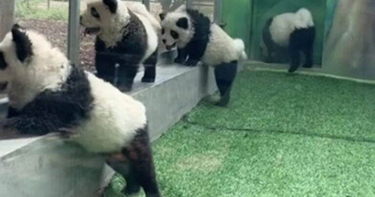 Çində zooparkda itləri panda kimi boyadılar