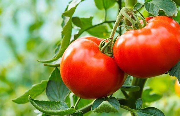 Pomidor bahalaşacaq: səbəbi belə izah olunur