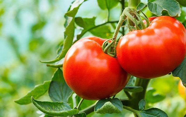 Pomidor bahalaşacaq: səbəbi belə izah olunur