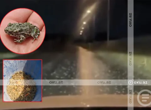 Bakı və Sumqayıtın bəzi ərazilərini qurbağalar basdı – VİDEO