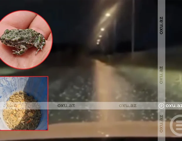 Bakı və Sumqayıtın bəzi ərazilərini qurbağalar basdı – VİDEO