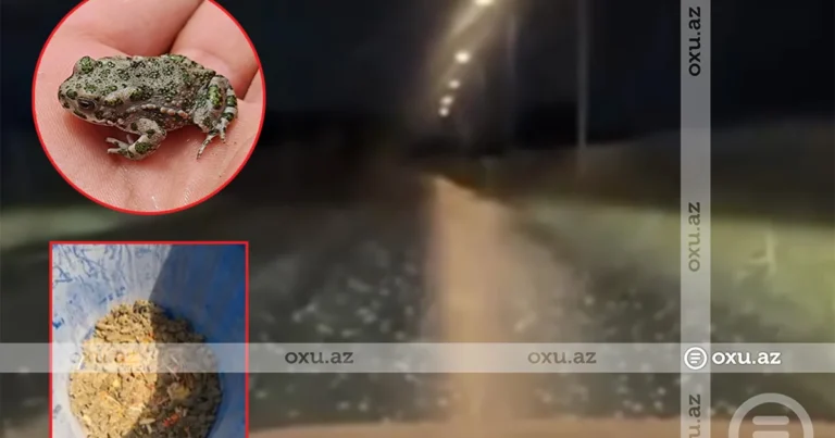 Bakı və Sumqayıtın bəzi ərazilərini qurbağalar basdı – VİDEO