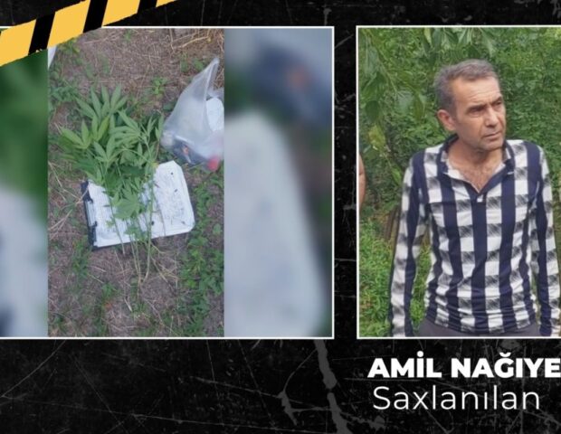 Çətənə kolu yetişdirən şəxs həbs olundu