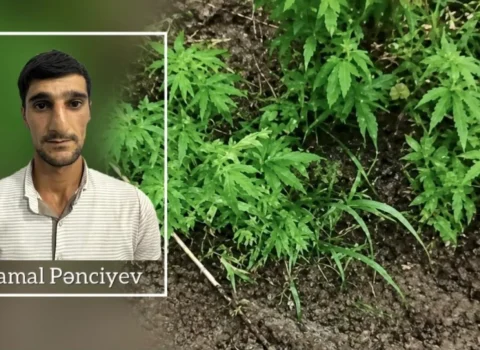 Çətənə kolları yetişdirən şəxs tutuldu