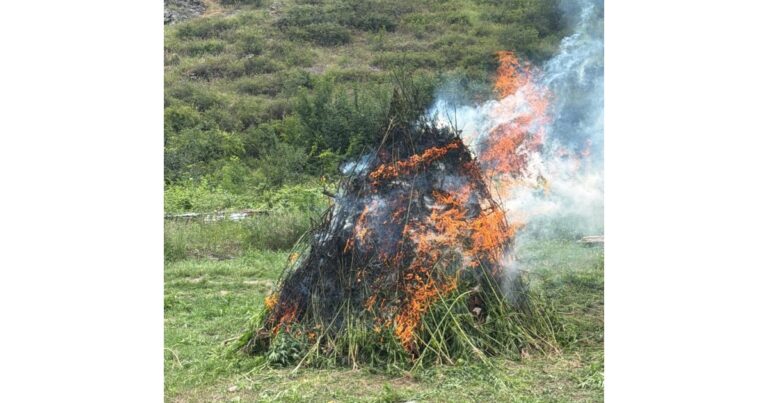 Laçında 2,4 ton çətənə kolu məhv edilib Laçında 2,4 ton çətənə kolu məhv edilib