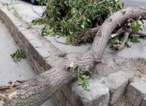 Bakıda bir nəfər aşan ağacın altında qaldı