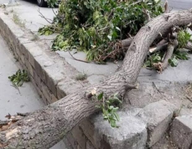 Bakıda bir nəfər aşan ağacın altında qaldı