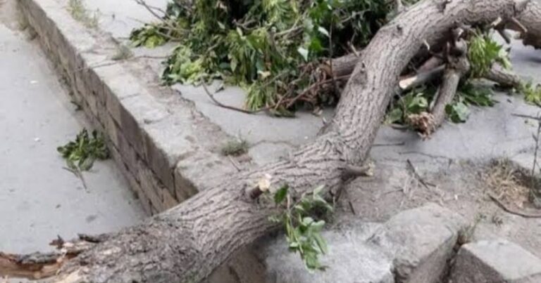 Bakıda bir nəfər aşan ağacın altında qaldı Bakıda bir nəfər aşan ağacın altında qaldı