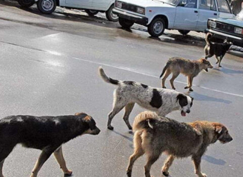 Şəkidə 5 nəfəri it dişlədi
