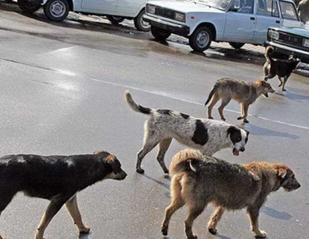 Şəkidə 5 nəfəri it dişlədi