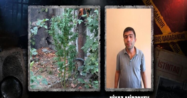 Göyçayda narkotik tərkibli bitkilər yetişdirən şəxs tutuldu