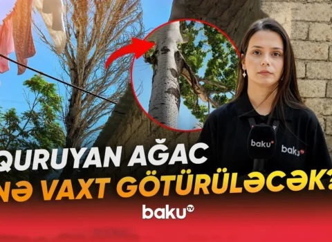 Bakıxanovda nəhəng ağac hər an faciəyə səbəb ola bilər – VİDEO