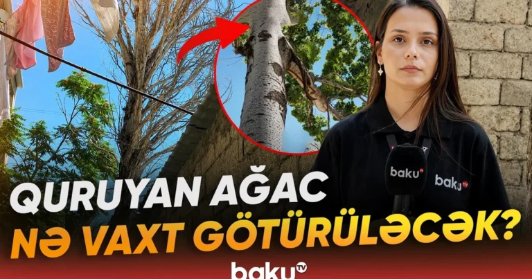 Bakıxanovda nəhəng ağac hər an faciəyə səbəb ola bilər – VİDEO
