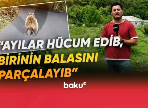 Qubada ayı təhlükəsi: Sakinlər qorxu içində qalıblar – VİDEO
