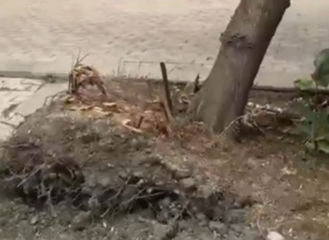 Bakıda ağac kökündən çıxdı – Hər an aşa bilər+Video