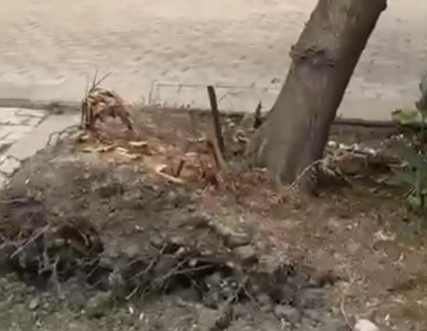 Bakıda ağac kökündən çıxdı – Hər an aşa bilər+Video