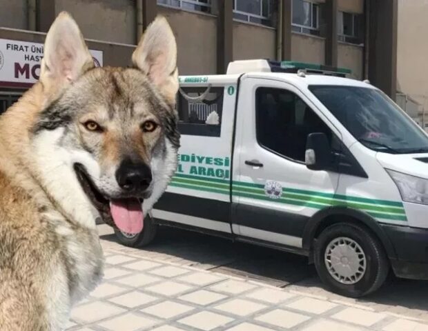 Canavar zənn edib qaranlığa ATƏŞ AÇDI – Arvadını öldürdü