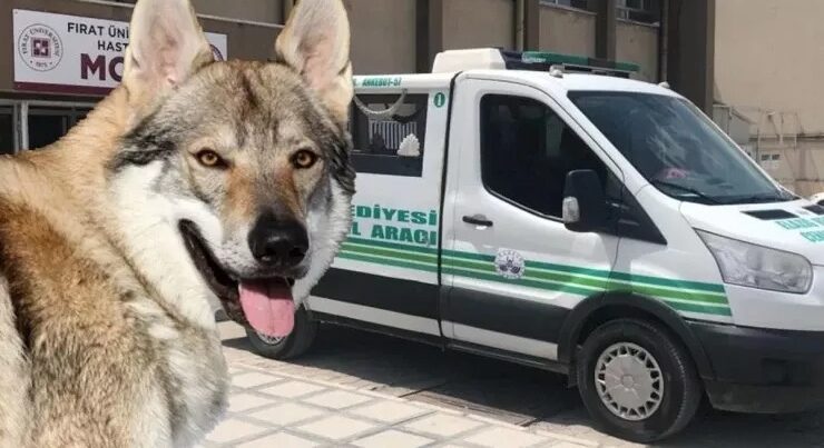 Canavar zənn edib qaranlığa ATƏŞ AÇDI – Arvadını öldürdü Canavar zənn edib qaranlığa ATƏŞ AÇDI – Arvadını öldürdü