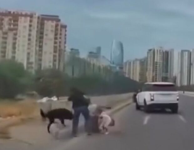 Bakıda sahibsiz it yanında azyaşlı olan qadına hücum etdi – VİDEO