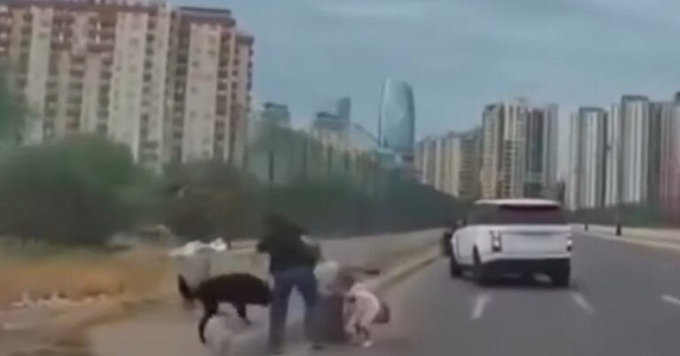 Bakıda sahibsiz it yanında azyaşlı olan qadına hücum etdi – VİDEO