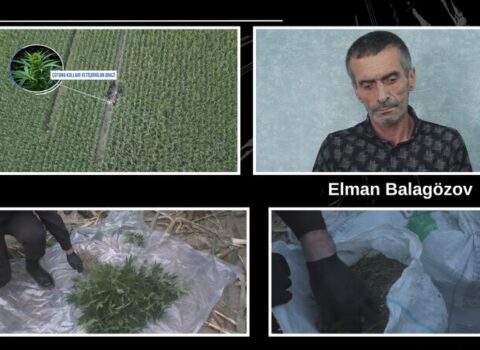 Qarğıdalı sahəsində külli miqdarda narkotik aşkarlandı
