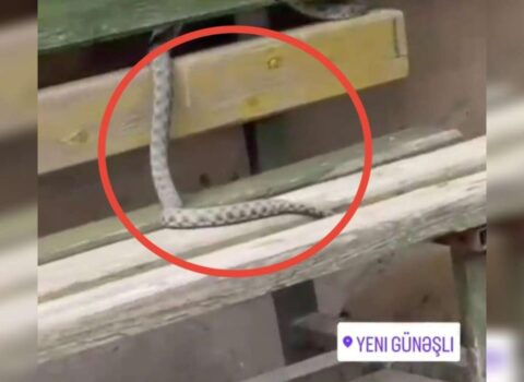 Yeni Günəşlidə ilan göründü – (Video)