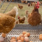 Toyuq filesi və yumurta qıtlığı: Qiymətlər yenidən bahalaşa bilər? – AÇIQLAMA
