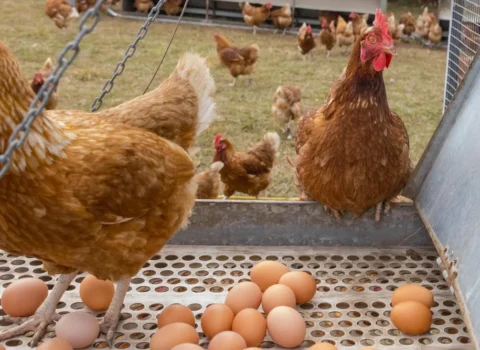 Toyuq filesi və yumurta qıtlığı: Qiymətlər yenidən bahalaşa bilər? – AÇIQLAMA