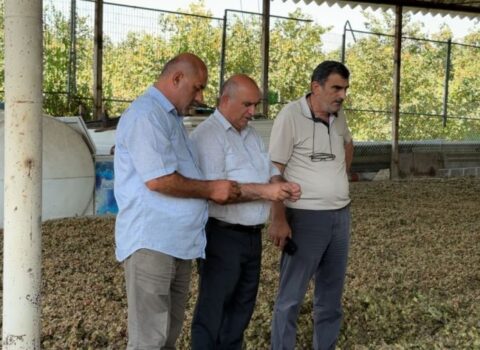 “Fındığın kiloqramını 3 manata sata bilmirik” – Fermerlər qiymətlərdən narazıdırlar