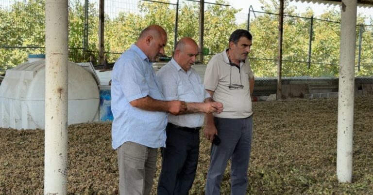 “Fındığın kiloqramını 3 manata sata bilmirik” – Fermerlər qiymətlərdən narazıdırlar