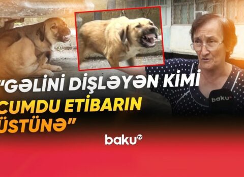 Sakinlərin kabusuna çevrilən küçə itləri dəhşət saçır: 100-dən çox insan xəstəxanalıq olub – VİDEO