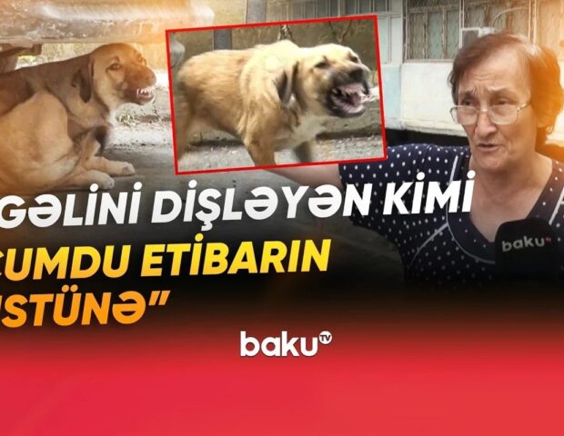 Sakinlərin kabusuna çevrilən küçə itləri dəhşət saçır: 100-dən çox insan xəstəxanalıq olub – VİDEO